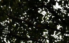 Falcunculus frontatus