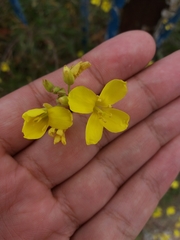 Diplotaxis tenuifolia