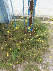 Diplotaxis tenuifolia