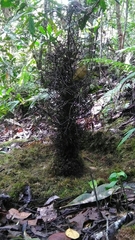 Amblyornis macgregoriae