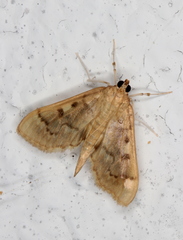 Herpetogramma aeglealis