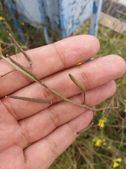 Diplotaxis tenuifolia