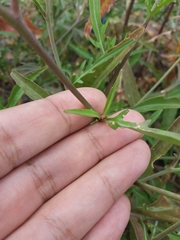 Diplotaxis tenuifolia