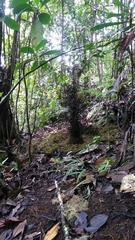 Amblyornis macgregoriae