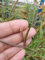 Diplotaxis tenuifolia