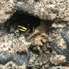 Ancistrocerus scoticus