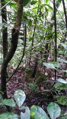 Amblyornis macgregoriae