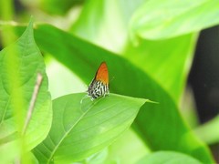 Drupadia ravindra moorei