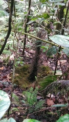 Amblyornis macgregoriae