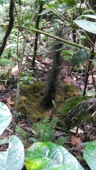 Amblyornis macgregoriae