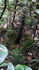 Amblyornis macgregoriae