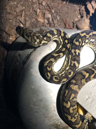 Coastal Carpet Python sighting