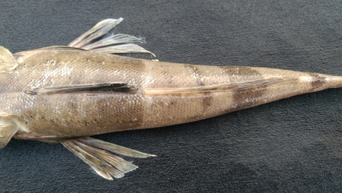 Flathead (Grammoplites scaber) — Platycephalidae