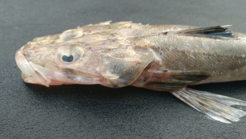 Flathead (Grammoplites scaber) — Platycephalidae — 2