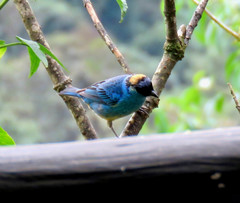 Chalcothraupis ruficervix