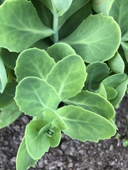 Hylotelephium spectabile