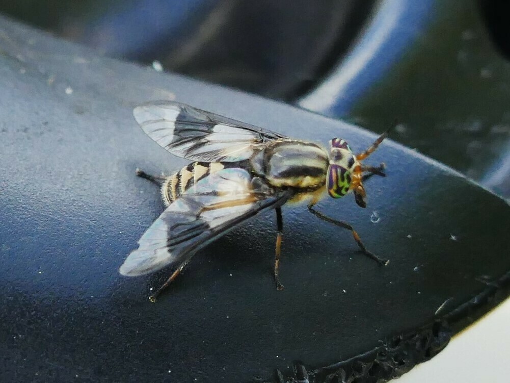 Beautiful Deer Fly