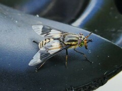 Beautiful Deer Fly