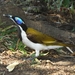 Blue-faced Honeyeater - Photo (c) sarinozi, some rights reserved (CC BY-NC), uploaded by sarinozi