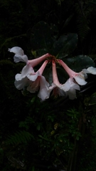 Rhododendron leucogigas