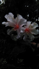 Rhododendron leucogigas