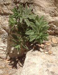 Podonosma orientalis