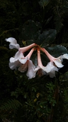 Rhododendron leucogigas