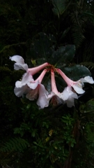Rhododendron leucogigas