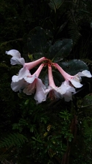 Rhododendron leucogigas