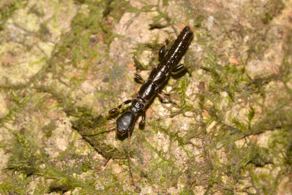 Metoligotoma reducta