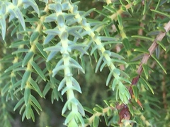 Juniperus macrocarpa