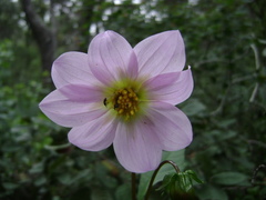 Dahlia tubulata