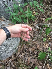 Melica mutica
