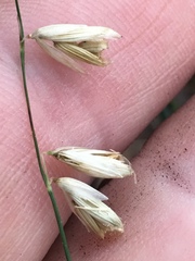 Melica mutica