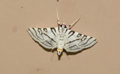 Conchylodes concinnalis