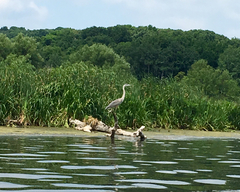 Ardea herodias herodias