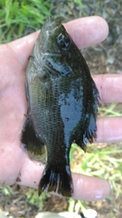Lepomis miniatus