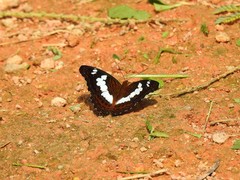 Moduza procris milonia