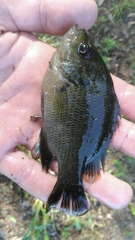 Lepomis miniatus