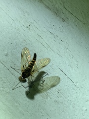 Chrysopilus fasciatus