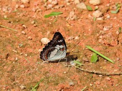 Moduza procris milonia