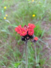 Pilosella aurantiaca