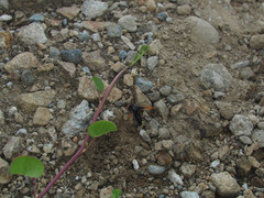 Rhynchium