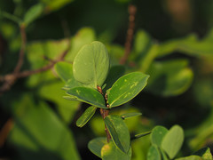 Wikstroemia retusa