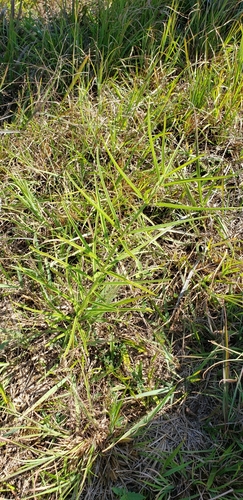 Image of Asclepias hirtella by (c) Stephan Eselgroth, some rights reserved (CC BY-SA)