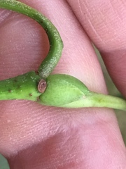 Tilia americana heterophylla