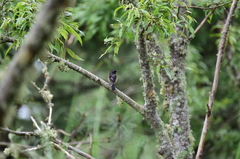 Tarsiger johnstoniae