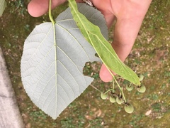 Tilia americana heterophylla