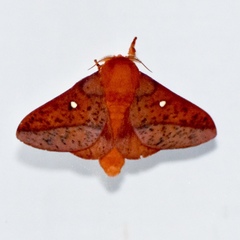 Anisota stigma