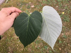 Tilia americana heterophylla
